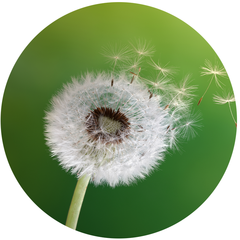 Pusteblume
