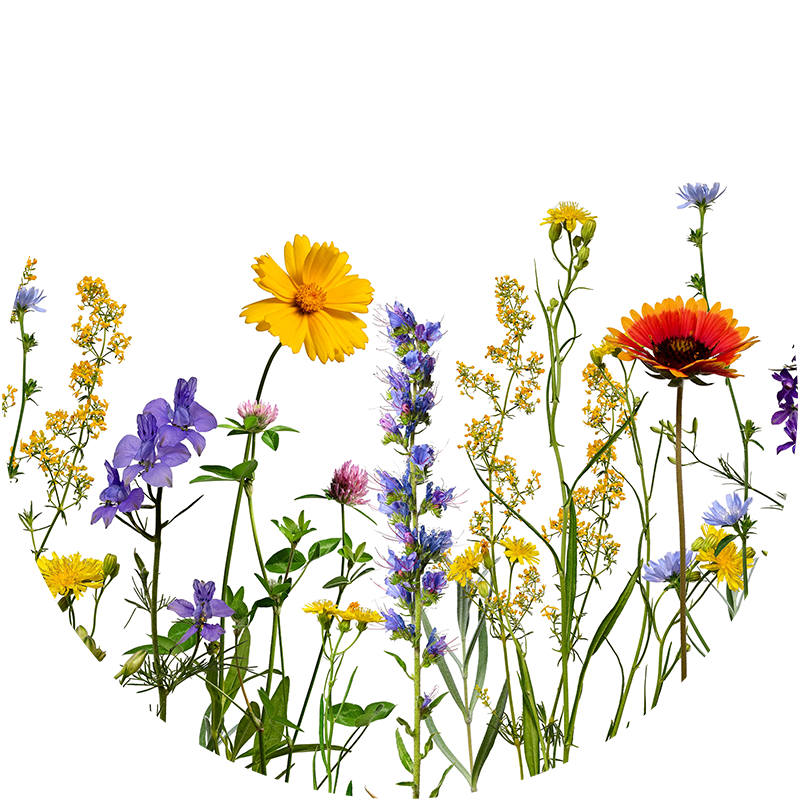 Blumenwiese